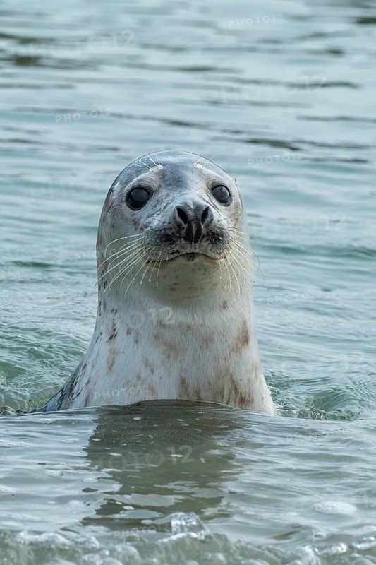 Grey seal (Halichoerus grypus), North Sea, Heligoland, Schleswig-Holstein, Germany