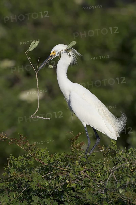 Snowy Egret (Egretta thula) with nesting material, Florida, USA