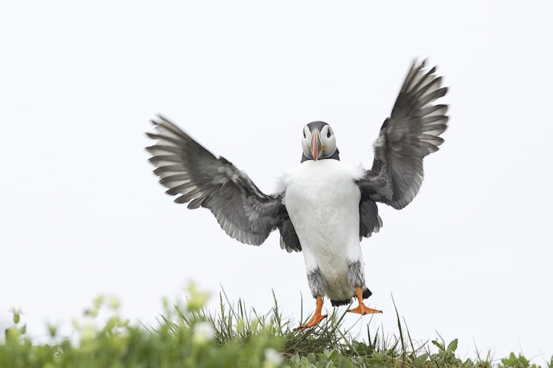 Atlantic Puffin (Fratercula arctica), Scotland, United Kingdom