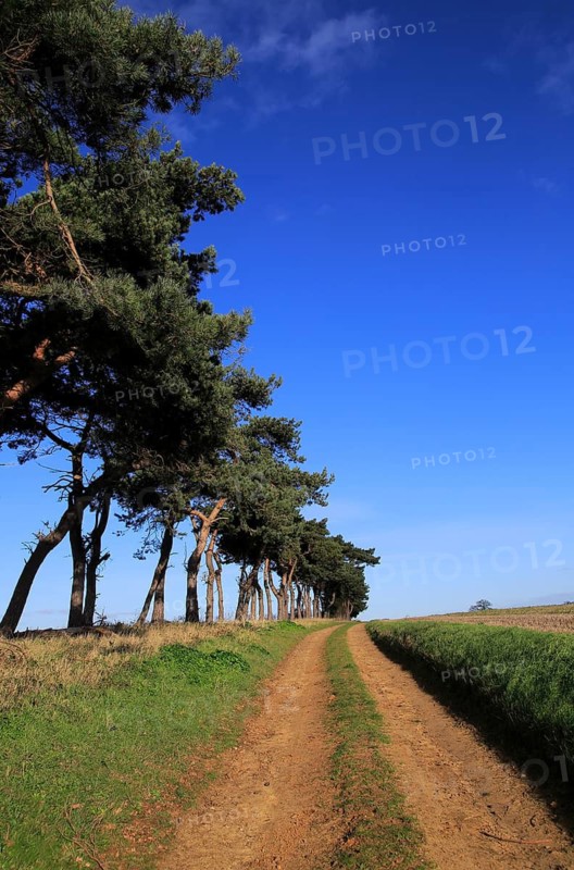 A line of Scots pine trees marking an field boundary in the countryside, Shottisham, Suffolk, England, United Kingdom