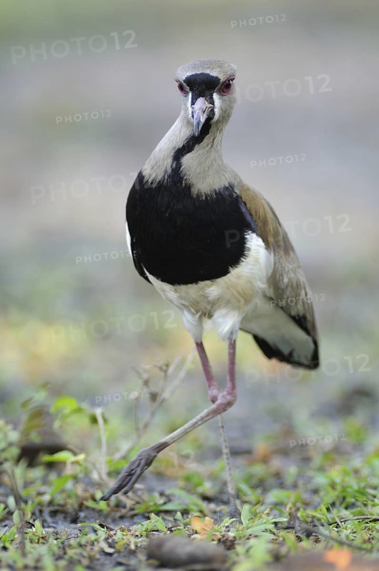 Southern Lapwing (Vanellus chilensis), Pantanal, Brazil