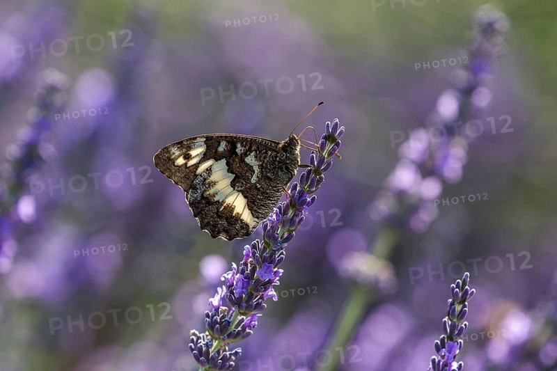 Great banded grayling (Brintesia circe), sitting on lavender flower, Provence, France