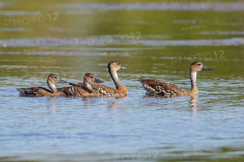 West Indian Whistling Duck (Dendrocygna arborea) feeding in a lagoon in Cuba