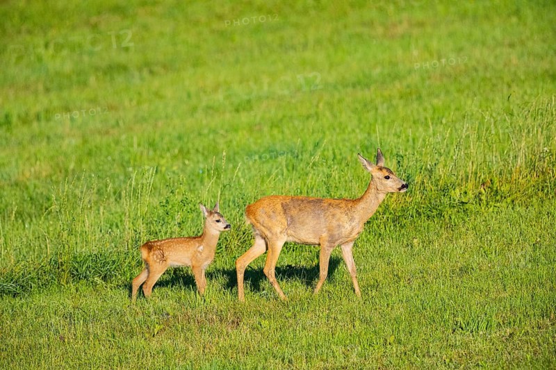 Roe deer (Capreolus capreolus) doe with fawn Germany