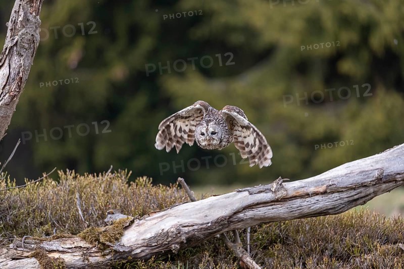 One tawny owl or brown owl (Strix aluco) starting off of a branch for a hunt