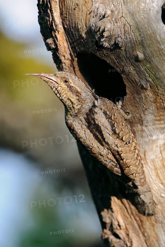 Eurasian Wryneck (Jynx torquilla) at nest hole outstretching tongue, North Rhine-Westphalia, Germany