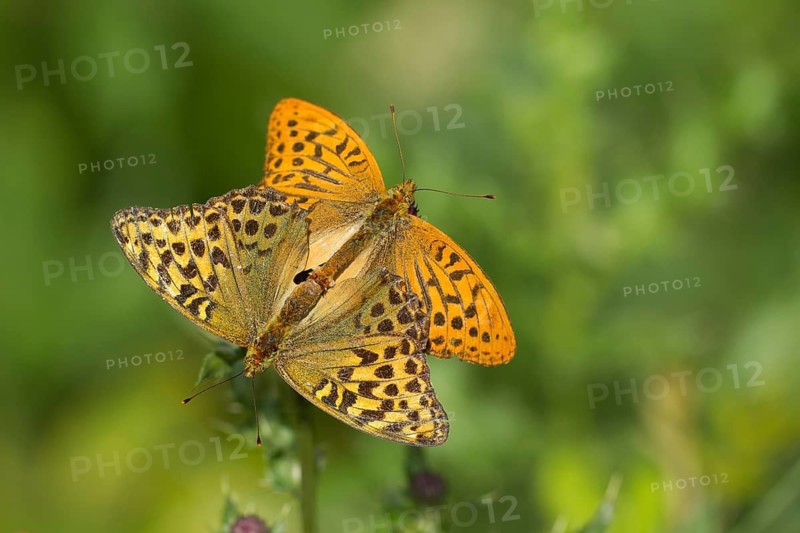 Silver-washed fritillary butterfly (Argynnis paphia) two adult insects mating in a woodland in summer, England, United Kingdom