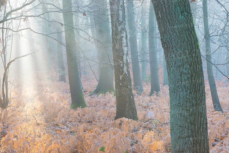Calm forest with soft morning light and misty, frosty atmosphere, sunlight shines in rays between the trees and illuminates dead, yellow fern fronds, autumn leaves, morning, fern, sunbeams, mixed forest, copper beech (Fagus sylvatica), English oak (Quercus robur), birch (Betulus), bracken fern (Pteridium aquilinum), warm and cool colours, mystical, fog, silence, landscape, mood, rays of light, light, nature, autumn, nature reserve, FFH area Ilmenau, Lüneburg, Lower Saxony, Germany
