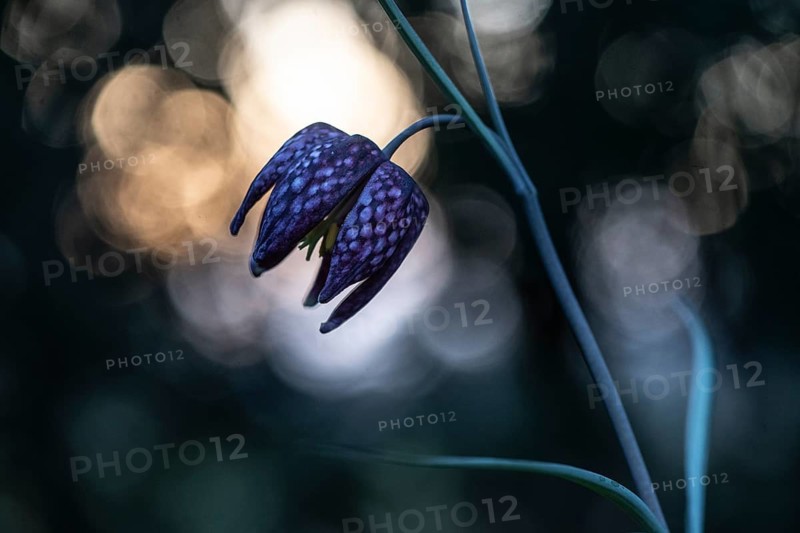 Snake's Head Fritillary (Fritillaria meleagris), Emsland, Lower Saxony, Germany