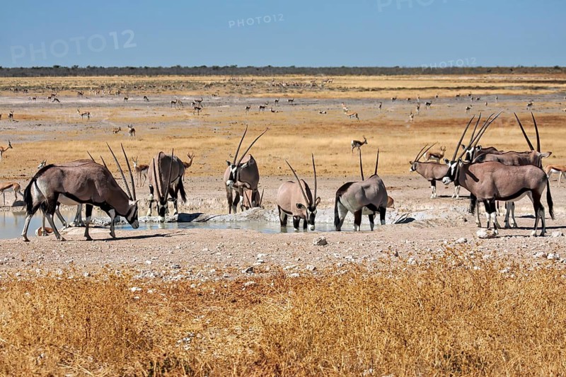Oryx antelopes drinking at a waterhole in a dry environment, spitting bucks at a waterhole in Etosha Park in Namibia (Oryx gazella)