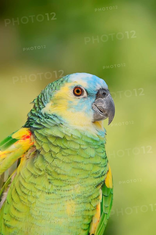 Blue-fronted Amazon (Amazona aestiva), portrait, captive, occurrence in South America