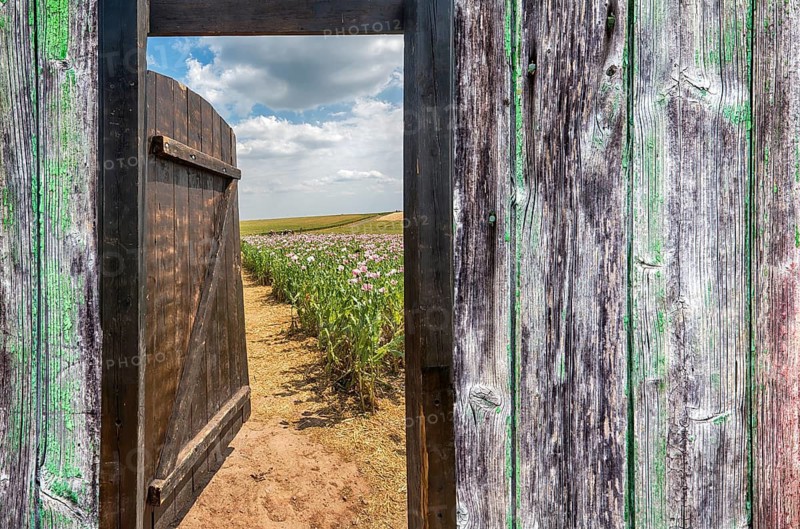 Gate in an Opium poppy field, Germerode, Werra-Meissner district, Hesse, Germany, photomontage