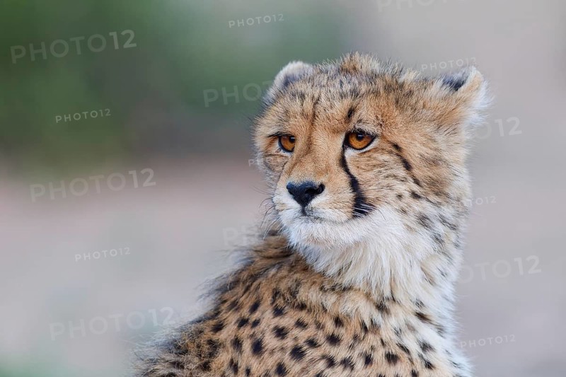 Cheetah (Acinonyx jubatus), young, sitting and looking around, alert, evening light, animal portrait, Kgalagadi Transfrontier Park, Northern Cape, South Africa