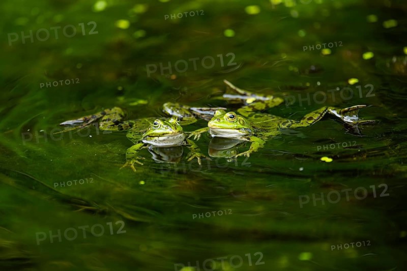 Edible frog (Pelophylax esculentus) in a little lake in the water, Bavaria, Germany