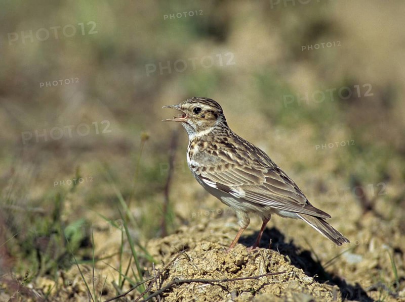 Woodlark, Lullula Arborea, Woodlark, Birds, Song, Larks, Passeri, Singing, Songbirds, Birds