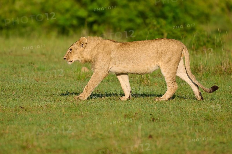 A lion walks through the vast, green African savannah landscape, lion (Panthera leo), Masai Mara National Reserve, Narok County, Kenya