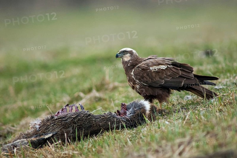 Accipitriformes, Circus Aeruginosus, Marsh Harrier, Harrier, Birds, Wild Game, Female, Birds of Prey, Leo, Babes, Raptors, Birds, Female