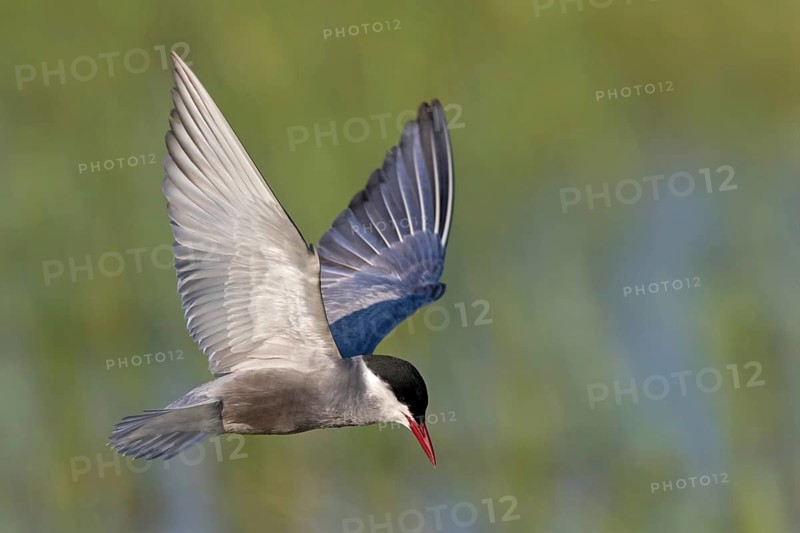 Weißbart-Seeschwalbe, Weißbartseeschwalbe, Whiskered Tern, Chlidonias hybridus, Chlidonias hybrida, Guifette moustac, Fumarel Cariblanco