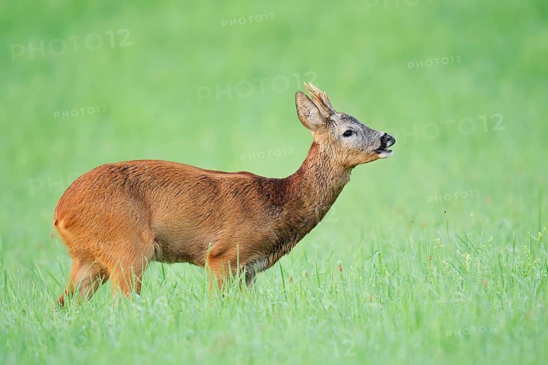 European roe deer (Capreolus capreolus), a roebuck standing in a meadow and snorting, North Rhine-Westphalia, Germany