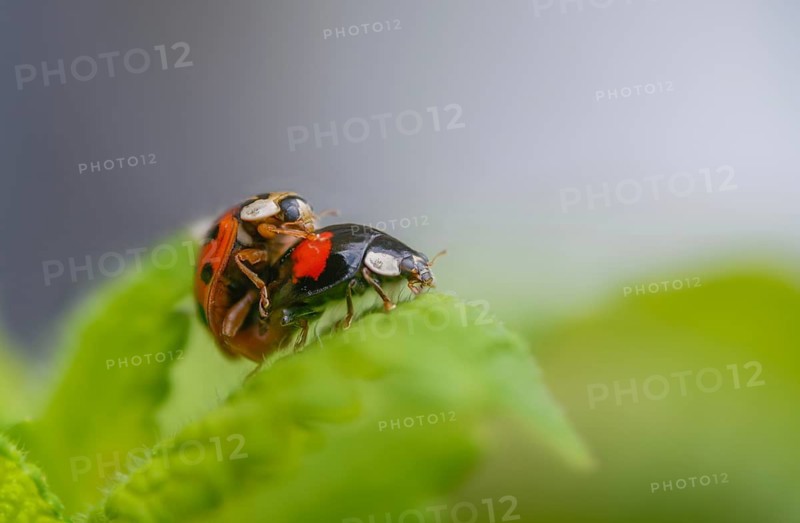 Asian ladybeetle, Asian ladybug, coccinellidae, coccinellinae, harlequin ladybug, harmonia axyridis, ladybug, beetle, coleoptera, harlequin, insects, copula, beetle, multicolored asian, mating