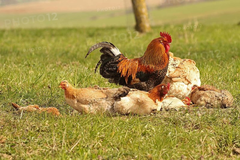 Domestic chicken (Gallus gallus domesticus) organic farming, free-range chickens and rooster sandbathing in the meadow, Lower Austria, Austria, Lower Austria, Austria