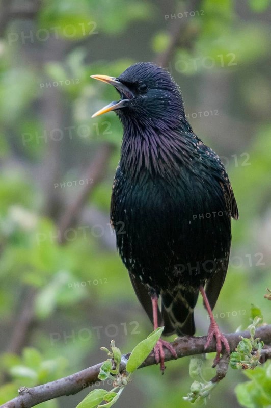 Star, Starling, Sturnus Vulgaris, courtship behavior, birds, courtship display, spring, song, high size, portrait format, meadow orchard, passeri, singing, songbirds, song birds, spring, orchard, birds