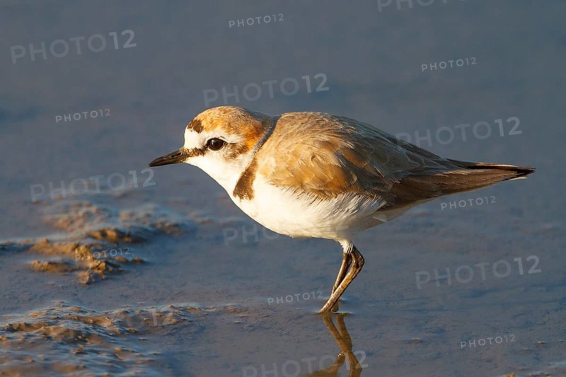 Kentish Plover (Charadrius alexandrinus) male, Mallorca, Spain