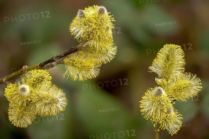 Hanging sage, kitten willow, palm willow, saal willow, salicaceae, salix caprea, salwillow, willow, tree, trees, flora, spring, goat willow, great sallow, plants, plants, pussy willow, spring, tree, willow
