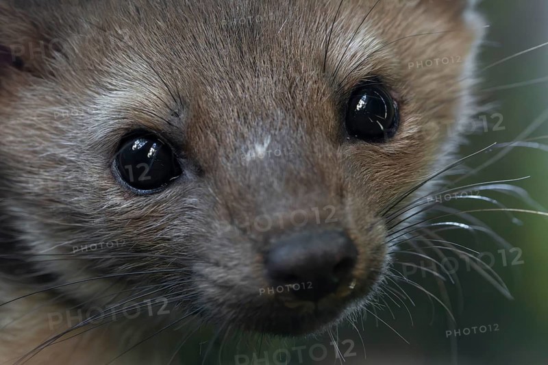 Portrait of a stone marten (Martes foina) at its sleeping spot, close-up, eyes, July, Denmark