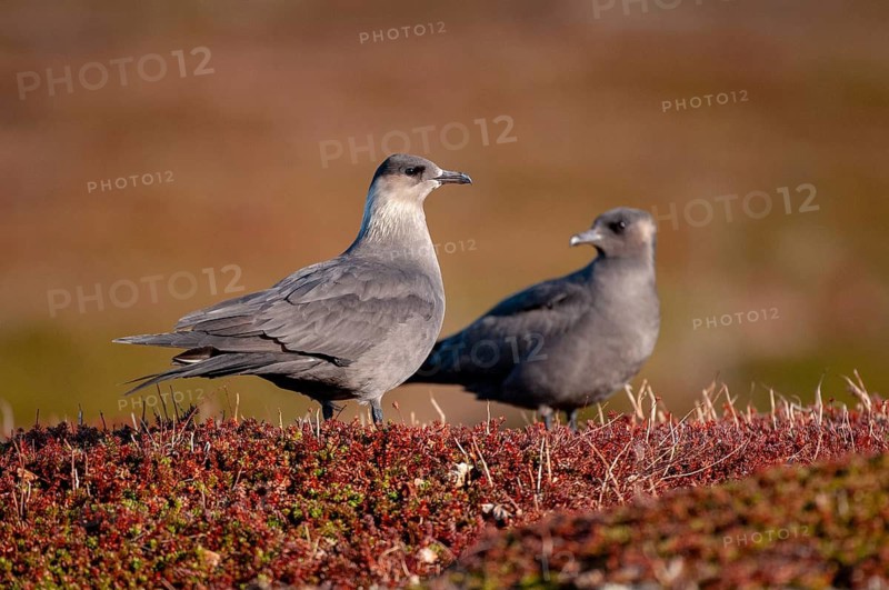 Arctic hunter, arctic skua, arctic tern, Norway, parasitic hunter, parasitic skua, parasite predatory gull, stercorarius parasiticus, varanger, birds, charadriiformes, limikolen, predatory gulls, stercorariidae, birds