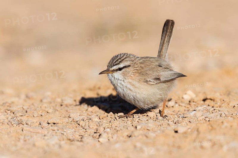Streaked Scrub Warbler (Scotocerca inquieta), Eilat, Israel
