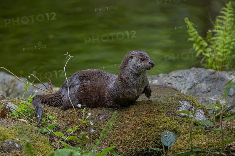 One Eurasian otter (Lutra lutra), resting on a mossy rock. Green water reflections in the background