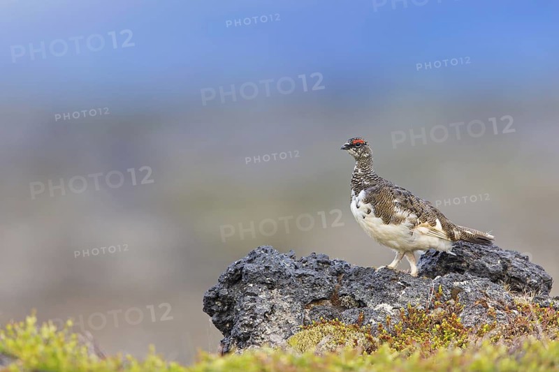 Rock ptarmigan, (Lagopus mutus), animals, birds, hen, pheasant family, Laxamýri, Húsavík, Iceland