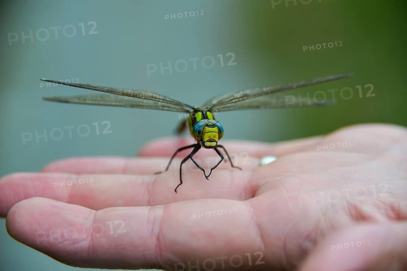 Southern Hawker (Aeshna cyanea) on a hand, Bavaria, Germany