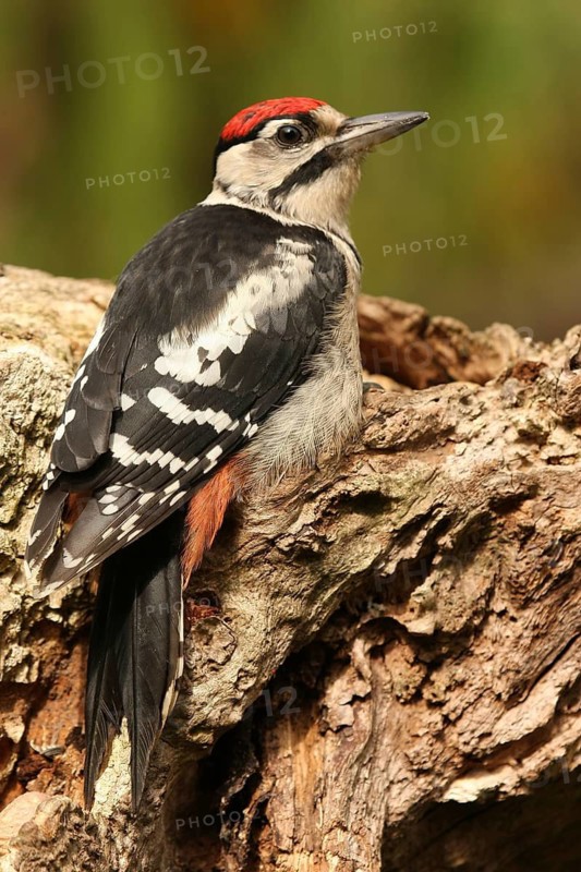 Great Spotted Woodpecker (Dendrocopos major) juvenile, Lower Saxony, Germany