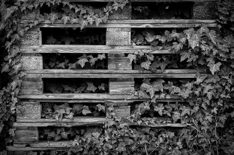 Old EURO pallets, stacked, empty, overgrown with ivy, black and white, Fellbach, Baden-Württemberg, Germany