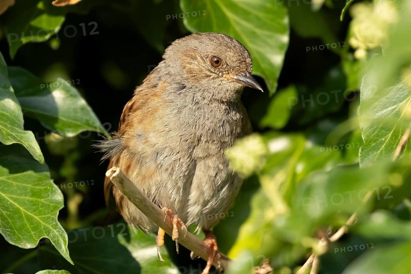 Dunnock or Hedge sparrow (Prunella modularis) adult garden bird in an Ivy (Hedera helix) bush, Suffolk, England, United Kingdom