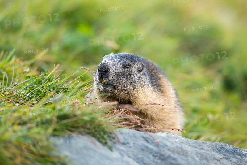 Alpine marmot (Marmota marmota) in autumn, Grossglockner, High Tauern National Park, Austria