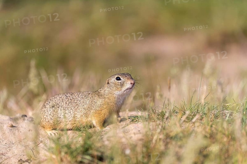 European ground squirrel (Spermophilus citellus) or European souslik sitting on sand and in tall grass feeding on seeds