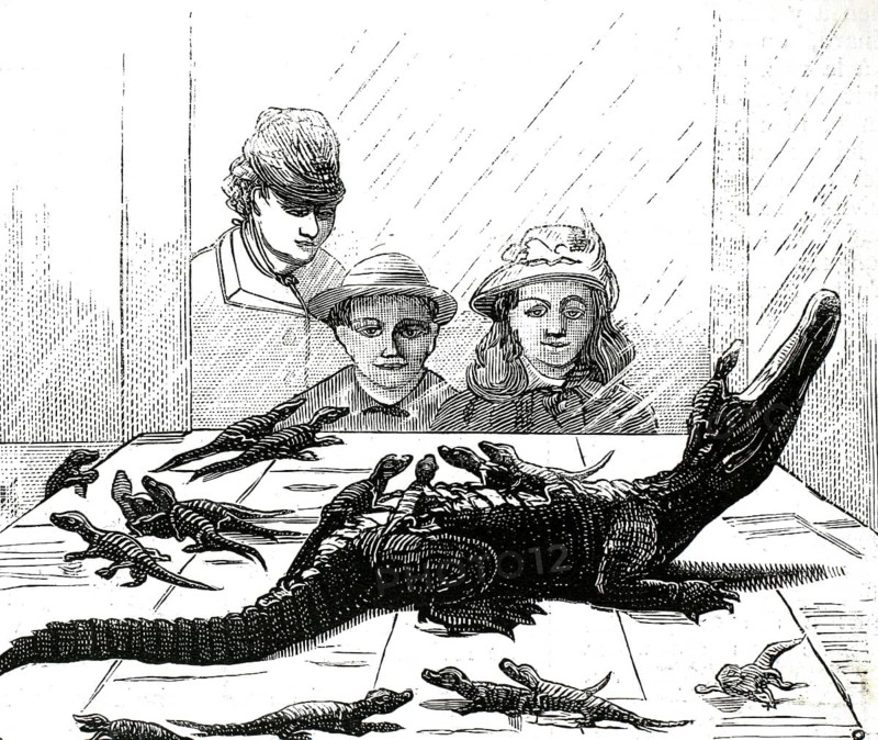 Scene depicts people looking at a group of alligators or caimans through a glass window, 1870. New York Aquarium, authentic, high-resolution reproduction from a 19th-century model, exact date of depiction unknown, historical