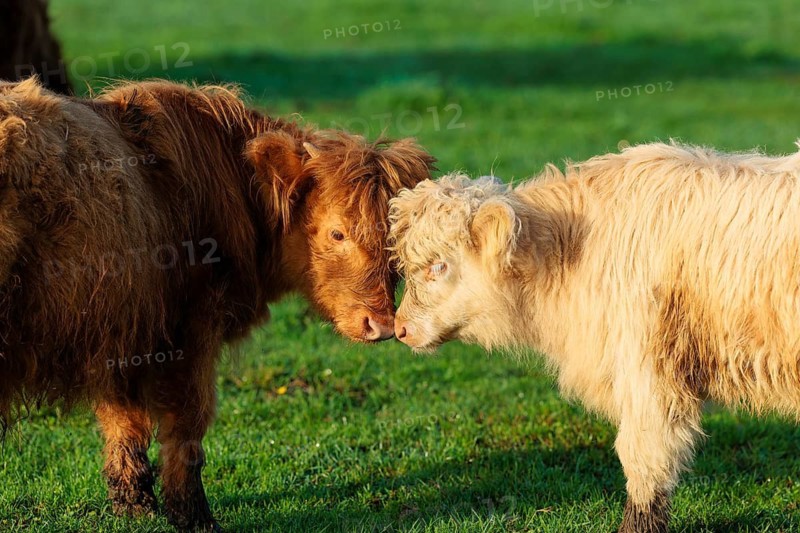 Friends. Early one sunny morning, two Highland calves (Bos primigenius taurus) stand head to head in a green pasture at the edge of the forest. Bavaria, Germany