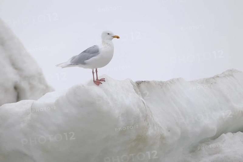 Glaucous Gull (Larus hyperboreus), Alaska, USA