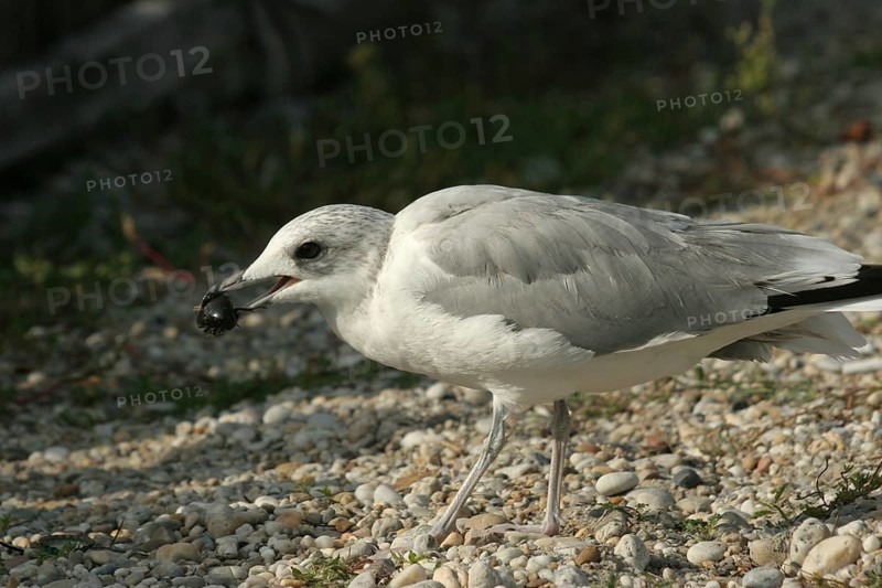 Seagull with captured water beetle (Hydrophilus piceus) Lake Neusiedl, Burgenland, Austria, Burgenland, Austria