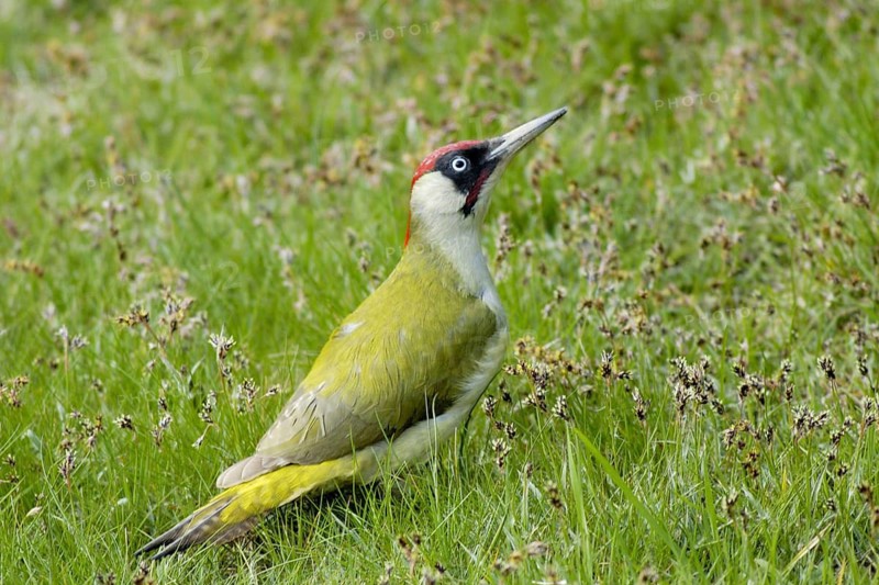 Green woodpecker - Picus viridis - male, Germany