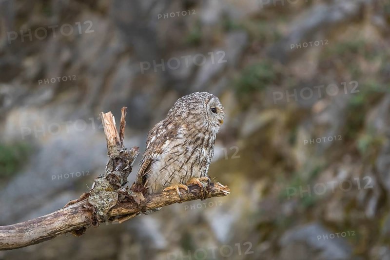 One tawny owl or brown owl (Strix aluco) sitting on a dead tree