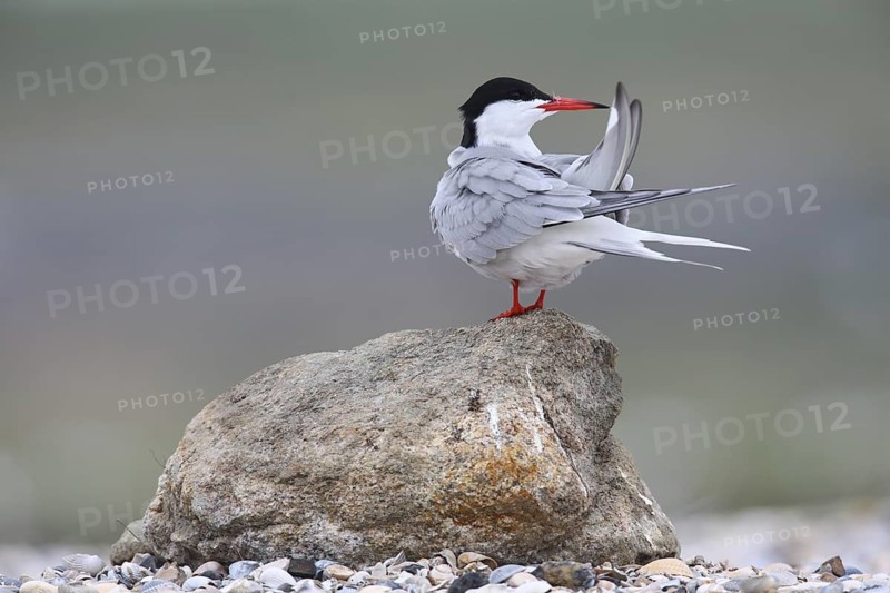 Common Tern (Sterna hirundo), Texel, Netherlands