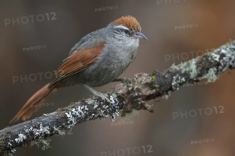 Baron's Spinetail (Cranioleuca baroni), Central Highlands, Peru