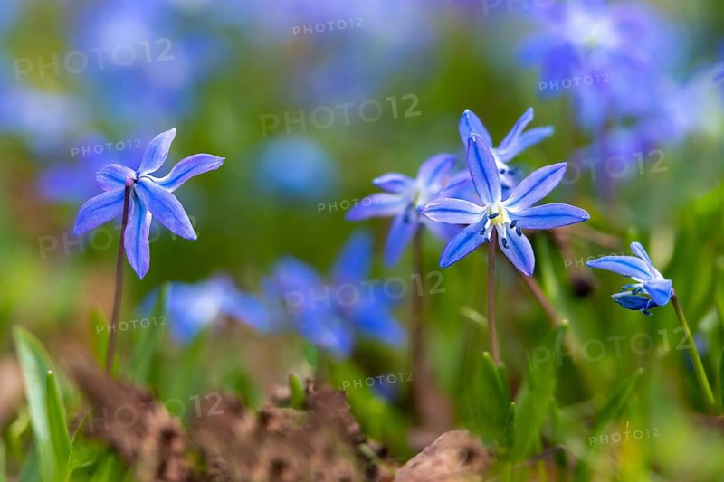 Bluestar, hyacinthaceae, hyacinth family, nodding star hyacinth, nodding bluestar, Russian bluestar, scilla siberica, Siberian star hyacinth, Siberian bluestar, flora, plants, plants