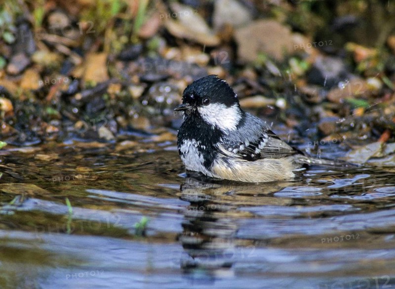 Coal tit, parus ater, periparus ater, pine tit, bath, bird bath, birds, tits, passeri, songbirds, tits, drinking water, birdbath, birds, watering place