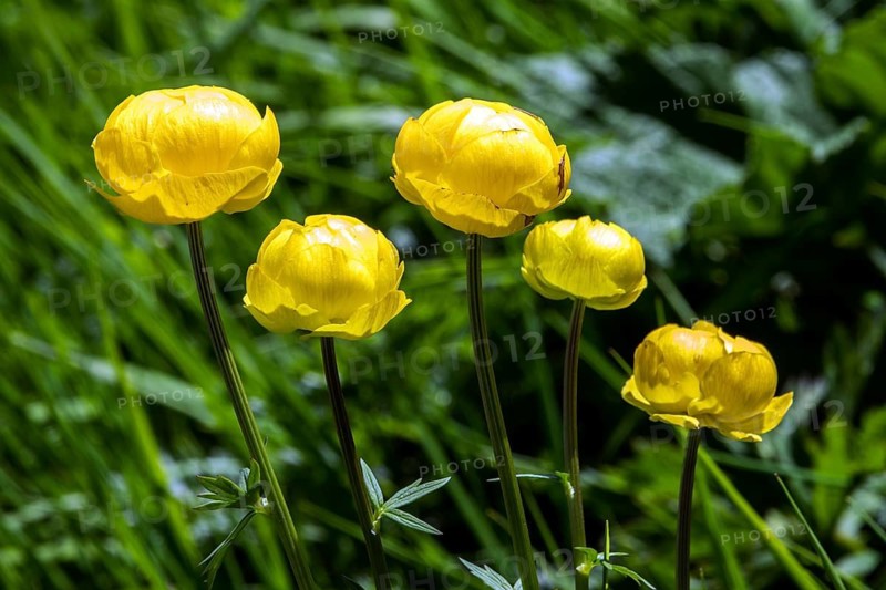 Globeflower (Trollius europaeus), in bloom, Fellhorn, Oberstdorf, Oberallgäu, Allgäu, Bavaria, Germany